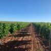 Albacete: PAC abona 500.000€ a 456 agricultores y ganaderos