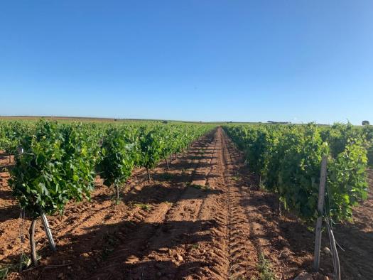 Nuevas ayudas de la PAC y reestructuración del viñedo