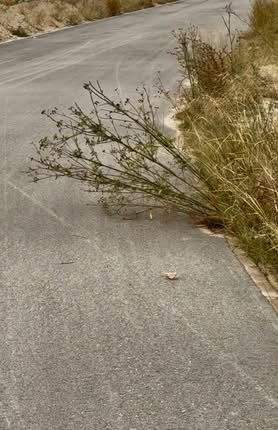 El portavoz del PP en Ontur, Francisco Vizcaíno denuncia el abandono del velódro...