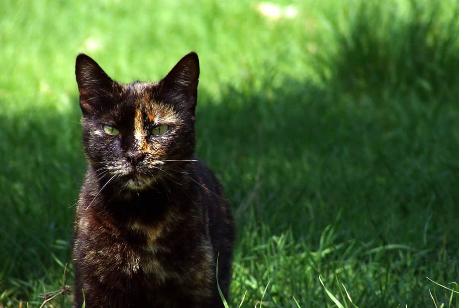 [matched_content] [Keyword]